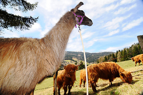 포토 JPG 해외이미지 동물 농업 생물 사람없음 경제 농장 가축 농부 라마 밭일 해외포토 직업 산업 파일형식 이미지허브