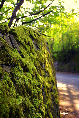 포토 JPG 해외이미지 식물 유럽 벽 백그라운드 잎 자연 표면 영국 돌담 이끼 풍경 사람없음 야외 초록색 빛 햇빛 환경 성장 바위 시골 요크셔테리어 질감 장면 북쪽 내추럴 해외포토 나라 컬러 담장 태양 돌_바위 테리어 방향 생태계 파일형식 이미지허브