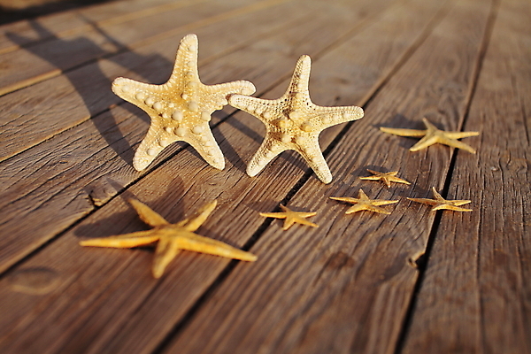 포토 JPG 해외이미지 주간 불가사리 사람없음 야외 나무바닥 해외포토 자연요소 극피동물 바닥 파일형식 이미지허브