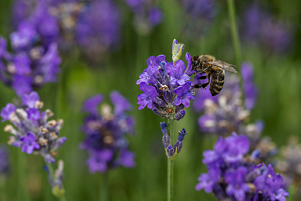 포토 JPG 해외이미지 분홍색 사람없음 야외 보라색 수집 라벤더 해외포토 꽃 컬러 허브 파일형식 이미지허브