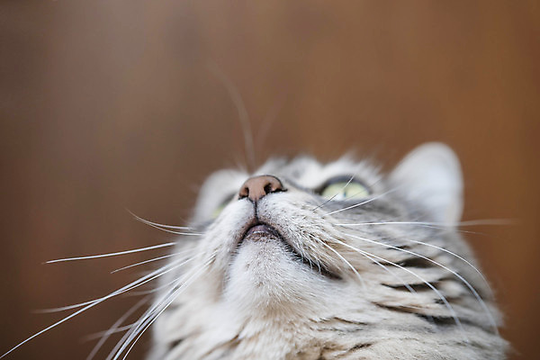 포토 JPG 해외이미지 동물 1 응시 얼굴 포유류 수염 털 사람없음 반려동물 머리 귀여움 고양이 줄무늬 회색 표현 입 모피 묘사 호기심 코 얼룩무늬 솜털 유래 주목 카피스페이스 해외포토 시선 감정 컬러 컨셉 무늬 신체부위 공백 파일형식 이미지허브