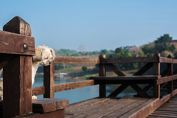 포토 JPG 해외이미지 동물 응시 여자 행복 여행 포즈 백그라운드 생각 밭 포유류 모션 태국 자연 놀이 하늘 휴가 사랑 사람없음 야외 목재 물 여름 반려동물 달리기 태양 귀여움 맑음 기쁨 개 작음 스마트 푸들 기르기 방법 섞기 포메라니안 해외포토 자연요소 나무 시선 계절 감정 아시아 컨셉 농업 재료 날씨 사람 크기 생태계 돌봄 파일형식 이미지허브
