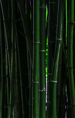 포토 JPG 해외이미지 나무 백그라운드 잎 자연 사람없음 세로 초록색 어둠 내추럴 해외포토 식물 컬러 생태계 파일형식 이미지허브