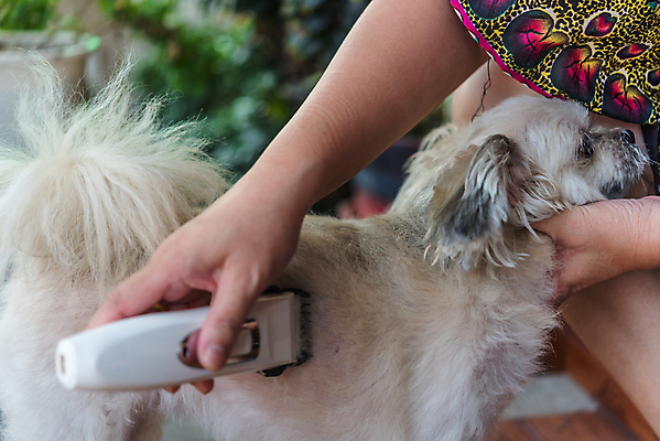 포토 JPG 해외이미지 주간 한마리 손 응시 실내 들기 야외 아웃포커스 신체부위 귀여움 잡기 강아지 바리깡 애견미용 애견미용사 믹스견 해외포토 자연요소 1 시선 컨셉 모션 촬영기법 사람 내부 반려동물 뷰티 개 미용사 파일형식 이미지허브