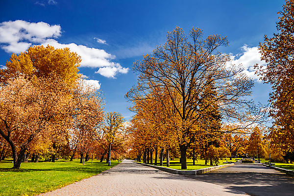 포토 JPG 해외이미지 나무 계절 공원 도로 길 잎 벤치 오렌지 자국 자연 하늘 풍경 사람없음 야외 빨간색 초록색 컬러풀 햇빛 태양 갈색 노란색 걷기 활발 하이킹 가을 시골 황금 숲 오솔길 10월 내추럴 해외포토 자연요소 식물 공공시설 컬러 컨셉 의자 과일 교통시설 모션 레저 날짜 생태계 파일형식 이미지허브