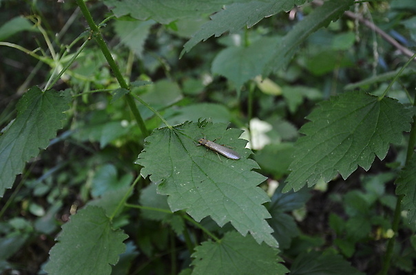 포토 JPG 해외이미지 식물 동물 야생동물 곤충 잎 날개 자연 사람없음 야외 초록색 플랫 벌레 해외포토 컬러 생태계 파일형식 이미지허브