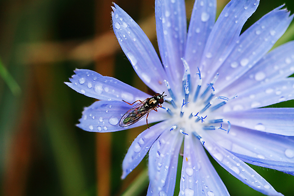 포토 JPG 해외이미지 식물 공원 꽃잎 꽃 줄기 곤충 백그라운드 컨셉 밭 자연 친절 종류 사람없음 야외 파란색 환경 정원 기쁨 들꽃 성장 벚꽃 나뭇가지 개화 떨어짐 말벌 숲 이슬 원예 생태학 해외포토 나무 동물 공공시설 교육 감정 컬러 농업 취미 벌_곤충 생태계 파일형식 이미지허브