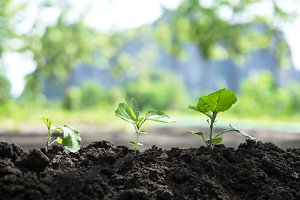 포토 JPG 해외이미지 나무 식물 1 지구 백그라운드 컨셉 잎 밭 농업 자연 성공 아침 새로움 씨앗 사람없음 초록색 빛 햇빛 태양 농장 새싹 우주 환경 정원 흙 봄 성장 아기 신선 보호 작음 유기농 원예 보케 뿌리 먼지 진행 땅바닥 모종 묘목 생태학 심기 처음 세련 해외포토 주간 자연요소 웰빙 계절 교육 산업 컬러 모션 바닥 사람 취미 크기 생태계 파일형식 이미지허브