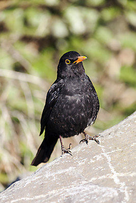 포토 JPG 해외이미지 나무 동물 공원 남자 유럽 야생동물 겨울 날개 노래 자연 조류 영국 서기 앉기 사람없음 야외 목재 세로 컬러풀 정원 나뭇가지 시골 닫기 숲 깃털 부리 동물상 삼림지대 해외포토 식물 계절 공공시설 나라 음악 컬러 재료 모션 사람 조형물 생태계 파일형식 이미지허브