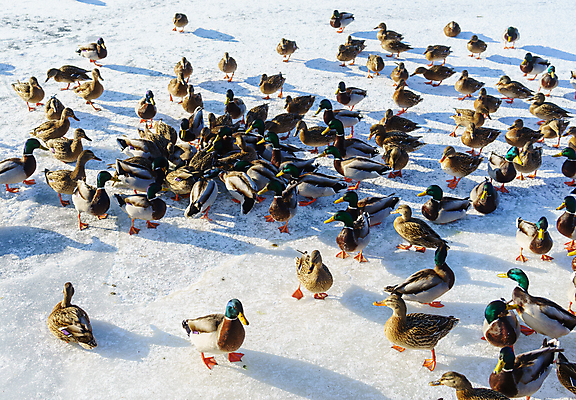 포토 JPG 해외이미지 동물 계절 공원 호수 야생동물 백그라운드 겨울 가족 자연 조류 오리 풍경 사람없음 야외 물 여름 파란색 강 컬러풀 냉동 얼음 봄 추위 연못 둥지 깃털 부리 물새 청둥오리 내추럴 동물상 해외포토 자연요소 공공시설 컬러 관계 조형물 생태계 파일형식 이미지허브