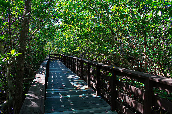 포토 JPG 해외이미지 도로 길 잎 밭 자국 자연 하늘 풍경 사람없음 목재 초록색 컬러풀 햇빛 평화 맑음 침묵 활발 산책로 거울 하이킹 신선 습지 오솔길 방향 강렬 방법 삼림지대 생태학 수평선 해외포토 나무 식물 교육 컬러 컨셉 농업 재료 교통시설 레저 날씨 태양 소리 숲 생태계 파일형식 이미지허브