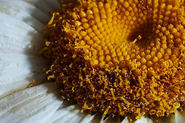 포토 JPG 해외이미지 스튜디오촬영 1 꽃잎 꽃 클리핑패스 분홍색 잎 손가락 자연 실내 사람없음 야외 컬러풀 한개 장미 보라색 사진촬영 성장 흰색 신선 우아함 닫기 계획 자르기 제비꽃 싱글 심플 머리위 꽃가루 부드러움 라벤더 고립 히비스커스 해외포토 식물 손 컬러 컨셉 모션 내부 촬영 감각 가루 허브 생태계 파일형식 이미지허브