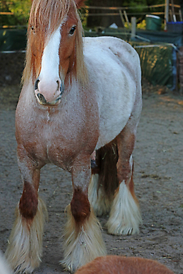 포토 JPG 해외이미지 동물 한마리 1 벽 섬 건축양식 포유류 출입구 서기 사람없음 옆모습 갈색 맑음 어둠 가축 흰색 입 보행로 속눈썹 입장 갈기 주둥이 동쪽 초식 카피스페이스 해외포토 건축 길 뷰포인트 컬러 모션 날씨 신체부위 공백 눈썹 방향 파일형식 이미지허브