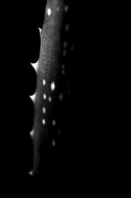 포토 JPG 해외이미지 식물 백그라운드 잎 재료 부분 자연 선인장 건강 사람없음 치료 초록색 약 화장품 흰색 약국 허브 순수 슬라이스 고립 돌봄 알로에 해외포토 컬러 컨셉 의학 모션 뷰티 생태계 파일형식 이미지허브