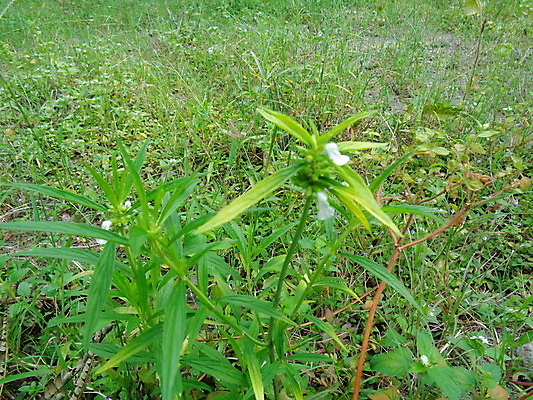 포토 JPG 해외이미지 식물 꽃 야생동물 백그라운드 잎 농업 자연 벽지 버튼 건강 씨앗 사람없음 초록색 햇빛 약 정원 봄 들꽃 성장 벚꽃 신선 개화 닫기 허브 딱정벌레 생물학 내추럴 이국적 해외포토 동물 계절 교육 산업 컬러 곤충 의학 모션 태양 생태계 파일형식 이미지허브