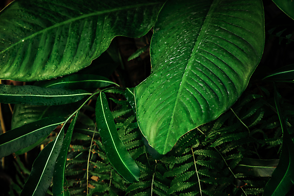 포토 JPG 해외이미지 나무 식물 템플릿 디자인 섬 백그라운드 잎 꽃무늬 패턴 자연 벽지 휴가 프레임 안테나 미술 사람없음 장식 초록색 파티 환경 정원 봄 나뭇가지 인사 신선 숲 에코 질감 하와이 아이비 내추럴 생태학 이국적 파라다이스 힙스터 그리너리 해외포토 계절 교육 패션 꽃 컬러 무늬 통신 문화예술 이벤트 미국 예절 생태계 파일형식 트랜드컬러 이미지허브