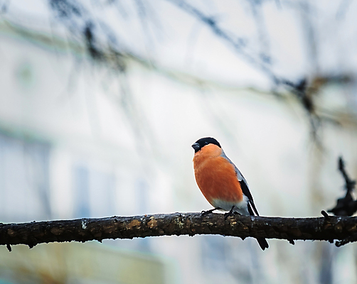 포토 JPG 해외이미지 나무 공원 유럽 겨울 오렌지 자연 앉기 사람없음 빨간색 나뭇가지 관찰 싱글 해외포토 식물 계절 공공시설 나라 컬러 과일 모션 생태계 파일형식 이미지허브