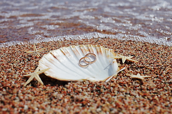 포토 JPG 해외이미지 주간 모래 불가사리 해변 사람없음 야외 조개껍데기 결혼반지 해외포토 자연요소 바다 결혼 조개 극피동물 반지 파일형식 이미지허브