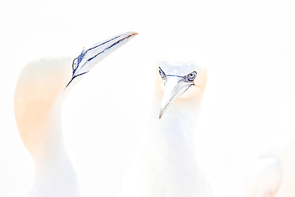 포토 JPG 해외이미지 동물 커플 야생동물 바다 섬 2 캐나다 날개 자연 조류 독일 사람없음 물 파란색 태양 노란색 머리 터치 자유 흰색 쌍 깃털 묘사 부리 북쪽 환영 서식지 내추럴 카피스페이스 해외포토 자연요소 유럽 컬러 컨셉 북아메리카 관계 신체부위 공백 방향 생태계 파일형식 이미지허브