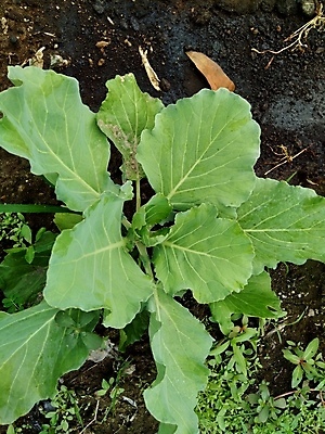 포토 JPG 해외이미지 식물 음식 백그라운드 잎 농업 다이어트 채소 재료 자연 건강 요리 사람없음 초록색 농장 머리 정원 보라색 샐러드 수확 성장 흰색 신선 그룹 시장 자르기 유기농 양배추 날것 슬라이스 내추럴 고립 밭일 채식주의자 케일 해외포토 웰빙 산업 컬러 모션 신체부위 생태계 채식 파일형식 이미지허브