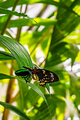 포토 JPG 해외이미지 식물 동물 계절 남자 꽃 야생동물 나비 곤충 잎 패턴 날개 자연 조류 휴식 사람없음 야외 빨간색 초록색 여름 파란색 컬러풀 노란색 환경 정원 검은색 봄 닫기 호주 벌레 묘사 짝짓기 내추럴 돌무덤 해외포토 컬러 컨셉 무늬 모션 사람 무덤 오세아니아 생태계 파일형식 이미지허브