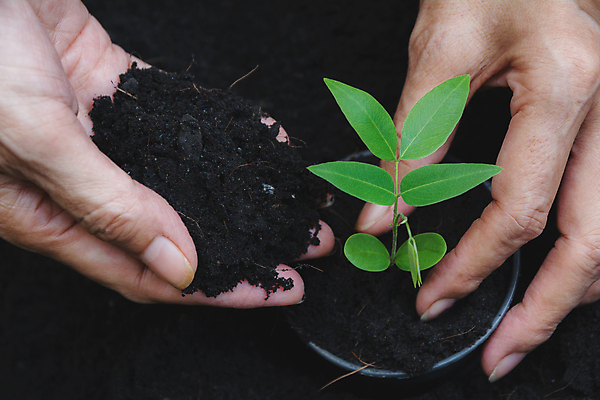 포토 JPG 해외이미지 주간 손 야외 신체부위 햇빛 새싹 흙 해외포토 자연요소 식물 사람 태양 파일형식 이미지허브