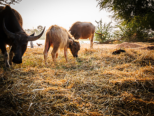포토 JPG 해외이미지 동물 공원 남자 얼굴 야생동물 밭 포유류 태국 자연 뿔 사람없음 농장 환경 검은색 힘 보호 군중 농부 위험 큼 망토 황소 경보 해외포토 직업 공공시설 아시아 컬러 컨셉 농업 사람 신체부위 소 크기 생태계 파일형식 이미지허브