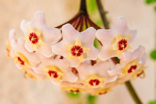 포토 JPG 해외이미지 식물 꽃잎 꽃 별 화초 분홍색 백그라운드 잎 꽃무늬 자연 사람없음 야외 장식 빨간색 초록색 여름 컬러풀 정원 봄 벚꽃 흰색 나뭇가지 신선 개화 닫기 향수 묘사 내추럴 왁스 벨벳 해외포토 자연요소 나무 계절 컬러 무늬 모션 화장품 실크 생태계 파일형식 이미지허브