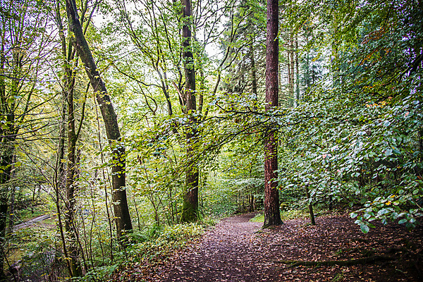포토 JPG 해외이미지 나무 식물 계절 공원 백그라운드 잎 자연 영국 잉글랜드 풍경 사람없음 야외 목재 초록색 빛 햇빛 태양 환경 나뭇가지 시골 숲 내추럴 해외포토 자연요소 공공시설 유럽 컬러 재료 생태계 파일형식 이미지허브
