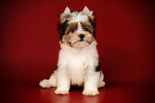 포토 JPG 해외이미지 동물 1 행복 새끼 백그라운드 새로움 털 사람없음 빨간색 반려동물 귀여움 검은색 거울 흰색 개 달콤 강아지 작음 요크셔테리어 테리어 활 솜털 송곳니 기르기 비버 삼색 해외포토 감정 컬러 컨셉 포유류 맛 치아 크기 돌봄 파일형식 이미지허브