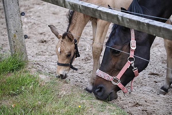 포토 JPG 해외이미지 동물 응시 행복 백그라운드 2 밭 자연 엄마 휴식 사람없음 야외 초록색 반려동물 컬러풀 농장 갈색 노란색 맑음 봄 흰색 시골 신생아 승마 작음 조랑말 망아지 해외포토 시선 계절 감정 새끼 스포츠 컬러 컨셉 농업 가족 날씨 아기 말_동물 크기 생태계 파일형식 이미지허브