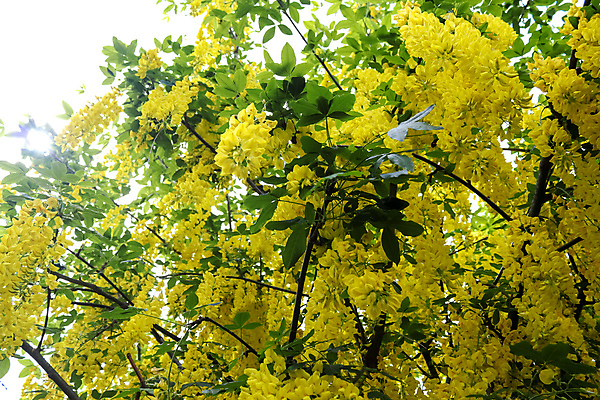 포토 JPG 해외이미지 나무 식물 공원 꽃잎 꽃 백그라운드 잎 꽃무늬 태국 자연 매달리기 미술 사람없음 야외 장식 초록색 컬러풀 노란색 정원 봄 공백 벚꽃 나뭇가지 개화 황금 질감 내추럴 샤워실 전국 카피스페이스 해외포토 계절 공공시설 아시아 컬러 무늬 모션 문화예술 생태계 샤워시설 파일형식 이미지허브