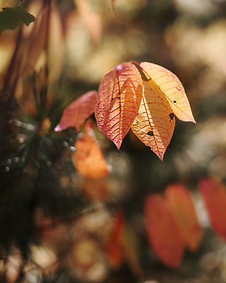 포토 JPG 해외이미지 나무 식물 계절 꽃잎 꽃 분홍색 백그라운드 잎 꽃무늬 자연 사람없음 빨간색 컬러풀 노란색 정원 봄 벚꽃 가을 내추럴 해외포토 컬러 무늬 생태계 파일형식 이미지허브