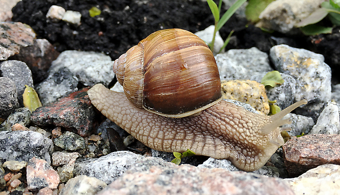 포토 JPG 해외이미지 동물 음식 이동 채소 자연 조개 생물 연체동물 주택 안테나 나선형 사람없음 농장 정원 저녁식사 힘 샐러드 젖음 껍질 미끄러짐 속도 시작 덮기 젤리 촉수 느림 내추럴 재촉 기어가기 민달팽이 앵무조개 혼자 끈적임 해외포토 컨셉 무늬 농업 통신 모션 어패류 디저트 무척추동물 건물 식사 생태계 파일형식 달팽이_동물 이미지허브
