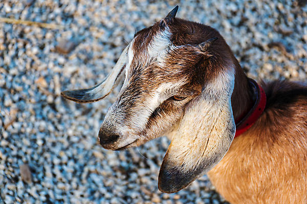 포토 JPG 해외이미지 동물 농업 포유류 자연 염소 사람없음 야외 농장 머리 가축 시골 싱글 밭일 혼자 반추동물 해외포토 산업 신체부위 생태계 파일형식 이미지허브