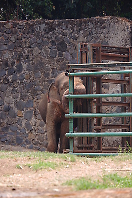 포토 JPG 해외이미지 동물 공원 아시아 얼굴 야생동물 섬 여행 백그라운드 포유류 자연 초식동물 코끼리 수영장 동물원 동양인 사람없음 야외 물 머리 힘 회색 보호 숲 큼 피부 코 귀 인도네시아 내추럴 고립 동물상 전국 해외포토 자연요소 공공시설 나라 컬러 컨셉 인종 신체부위 조형물 크기 생태계 파일형식 이미지허브