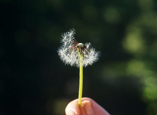포토 JPG 해외이미지 식물 손 디자인 계절 여자 꽃 백그라운드 꽃무늬 손가락 자연 추상 씨앗 사람없음 초록색 파란색 빛 햇빛 정원 검은색 봄 벚꽃 흰색 신선 잡기 민들레 묘사 부드러움 내추럴 해외포토 컬러 무늬 모션 사람 신체부위 태양 감각 생태계 파일형식 이미지허브