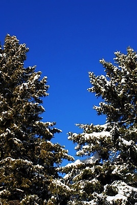포토 JPG 해외이미지 나무 식물 계절 백그라운드 잎 크리스마스 겨울 자연 하늘 날씨 휴가 풍경 사람없음 야외 목재 초록색 파란색 환경 맑음 추위 성장 흰색 나뭇가지 소나무 정상 숲 큼 상록수 침엽수 전나무 내추럴 가문비나무 해외포토 기념일 컬러 재료 크기 생태계 파일형식 이미지허브