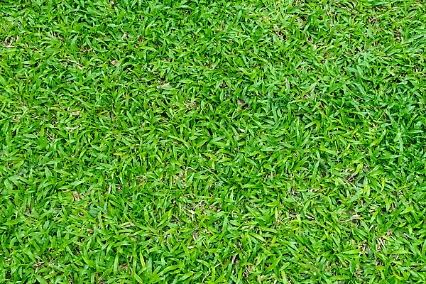 포토 JPG 해외이미지 식물 스포츠 백그라운드 잎 패턴 밭 골프 자연 벽지 놀이 풍경 잔디 사람없음 야외 장식 초록색 환경 정원 축구 경기장 봄 성장 게임 신선 땅 허브 에코 질감 내추럴 땅바닥 생태학 그리너리 해외포토 계절 교육 컬러 무늬 농업 스포츠시설 바닥 구기 생태계 파일형식 트랜드컬러 이미지허브