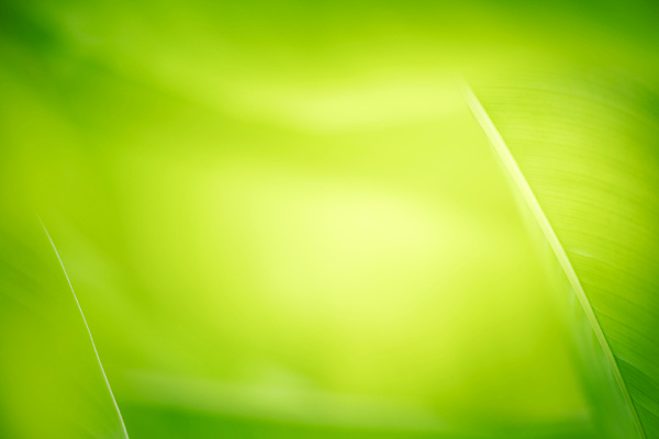 포토 JPG 해외이미지 나무 식물 계절 백그라운드 컨셉 잎 패턴 자연 벽지 추상 잔디 사람없음 초록색 빛 컬러풀 햇빛 태양 우주 환경 정원 맑음 봄 성장 신선 숲 질감 보케 부드러움 내추럴 블러 생태학 지구의날 카피스페이스 그리너리 효과 해외포토 자연요소 교육 기념일 컬러 무늬 날씨 공백 감각 생태계 파일형식 트랜드컬러 이미지허브