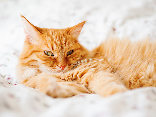 포토 JPG 해외이미지 한마리 휴식 실내 사람없음 반려동물 햇빛 고양이 이불 침대 낮잠 시트 반려묘 해외포토 동물 1 가구 컨셉 포유류 침구 내부 태양 잠 파일형식 이미지허브