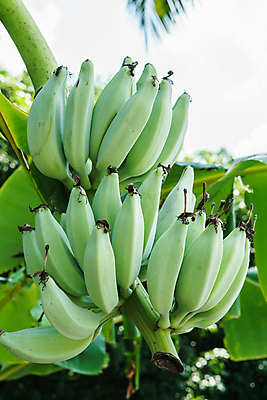 포토 JPG 해외이미지 나무 식물 음식 농업 과일 자연 바나나 건강 사람없음 초록색 나뭇가지 신선 그룹 달콤 숲 다발 유기농 내추럴 숙성 채식주의자 해외포토 웰빙 산업 컬러 맛 생태계 채식 파일형식 이미지허브