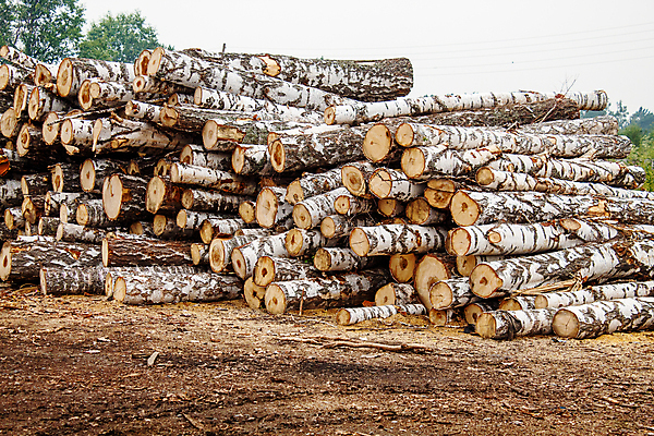 포토 JPG 해외이미지 나무 산업 백그라운드 패턴 자연 하늘 추상 사람없음 야외 목재 갈색 노란색 쌓기 환경 흰색 시골 원형 그룹 주식 숲 장작 자르기 묘사 질감 날것 러시아 통나무 무거움 자작나무 자원 잡동사니 유지 내추럴 개발 벌목 수목 시베리아 해외포토 도형 식물 유럽 컬러 무늬 재료 모션 금융 무게 생태계 파일형식 이미지허브