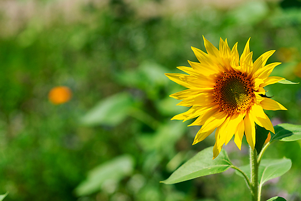 포토 JPG 해외이미지 식물 꽃잎 꽃 문화 지구 백그라운드 잎 꽃무늬 농업 오렌지 자연 하늘 해바라기 풍경 사람없음 야외 초록색 여름 파란색 농작물 컬러풀 태양 노란색 맑음 성장 벚꽃 시골 개화 해외포토 자연요소 계절 산업 컬러 무늬 과일 날씨 생태계 파일형식 이미지허브