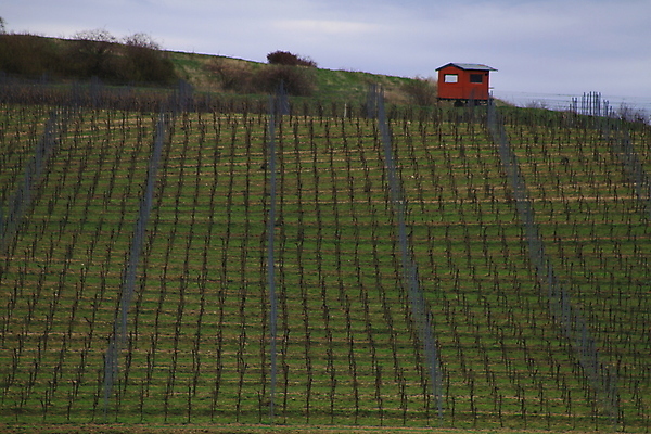 포토 JPG 해외이미지 나무 유럽 야생동물 여행 밭 자연 벽지 휴가 파노라마 그림자 사람 풍경 사람없음 야외 초록색 여름 컬러풀 태양 와인 맑음 놀람 봄 산책로 언덕 만족 그림 지역 체코 남쪽 공화국 토스카나 모라비아 해외포토 자연요소 식물 동물 계절 감정 나라 길 컬러 농업 날씨 주류 촬영기법 표정 이탈리아 방향 생태계 파일형식 이미지허브