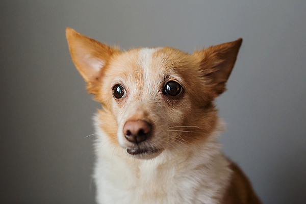포토 JPG 해외이미지 동물 응시 행복 얼굴 새끼 백그라운드 오렌지 포유류 놀이 사람없음 반려동물 귀여움 게임 개 강아지 작음 고립 미니 해외포토 시선 감정 컨셉 과일 신체부위 크기 파일형식 이미지허브