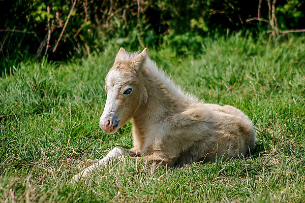 포토 JPG 해외이미지 동물 1 밭 포유류 자연 휴식 피곤 사람없음 야외 초록색 눕기 햇빛 갈색 흰색 시골 작음 망아지 거짓말 해외포토 새끼 컬러 컨셉 농업 모션 태양 말_동물 크기 생태계 파일형식 이미지허브