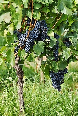 포토 JPG 해외이미지 식물 계절 열매 음식 백그라운드 잎 농업 과일 재료 자연 포도 디저트 건강 사람없음 빨간색 초록색 파란색 와인 보라색 식사 주스 젖음 수확 가을 흰색 나뭇가지 시골 신선 그룹 달콤 맛 떨어짐 다발 유기농 포도나무 내추럴 숙성 양조장 채식주의자 해외포토 나무 웰빙 산업 음료 컬러 컨셉 주류 과일나무 생태계 채식 파일형식 이미지허브