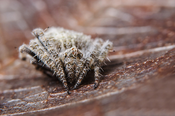 포토 JPG 해외이미지 자연 사람없음 갈색 점프 거미 고립 해외포토 컬러 곤충 모션 생태계 파일형식 이미지허브
