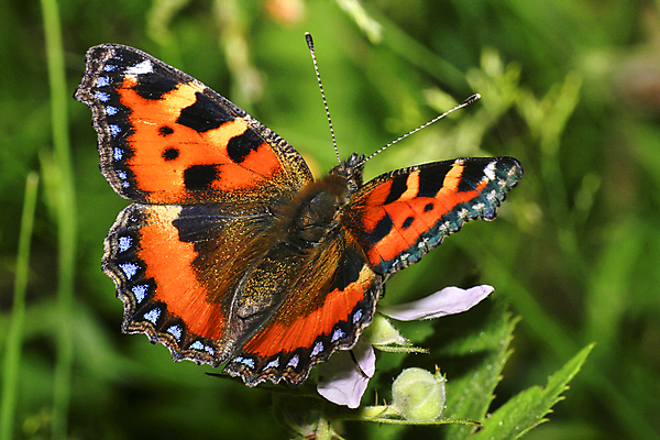 포토 JPG 해외이미지 동물 유럽 야생동물 나비 곤충 절지류 자연 국립공원 사람없음 초록색 환경 다양 스페인 보호 생태계 생물학 서식지 동물상 무료 보호구역 생태학 해외포토 공원 교육 나라 컬러 다수 컨셉 조형물 구역 파일형식 이미지허브